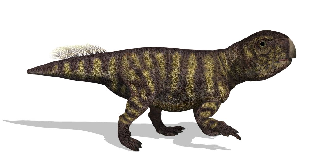 3D render of a psittacosaurus (meaning "parrot Lizard") who lived in the Early Cretaceous Period. This dinosaur was about four feet tall.