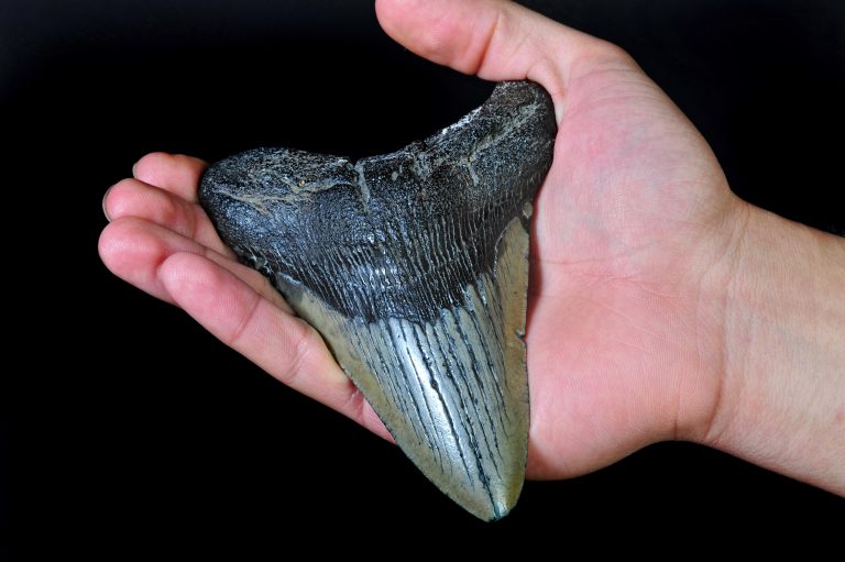 5 Prime Spots to Hunt Megalodon Teeth in SC