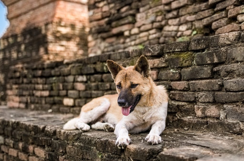 A dog rests atop weathered stones within the Sukhothai Historic Site and Museum