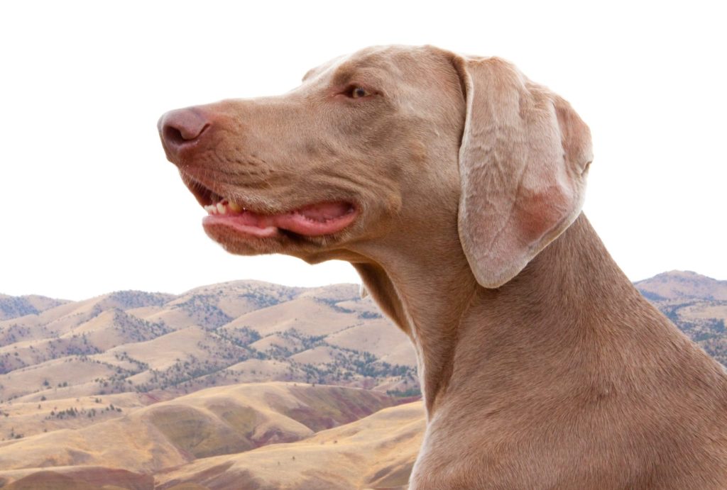 A young weimaraner sits on a bench and enjoys the wind at the top of Carroll Ridge in the John Day Painted Hills National Monument Park.