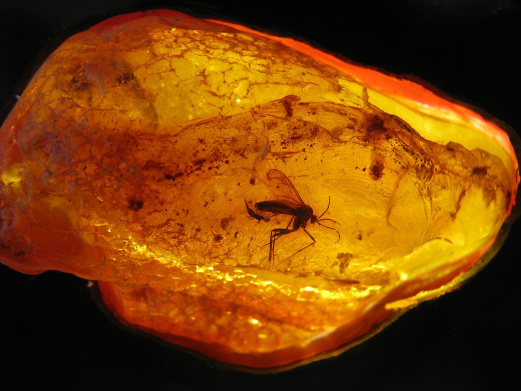 Ancient insect trapped in North Sea amber.