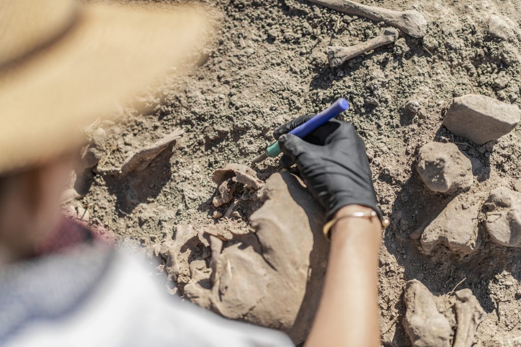 Archaeological excavations. Female archaeologist with tools conducting research on ancient human bones.