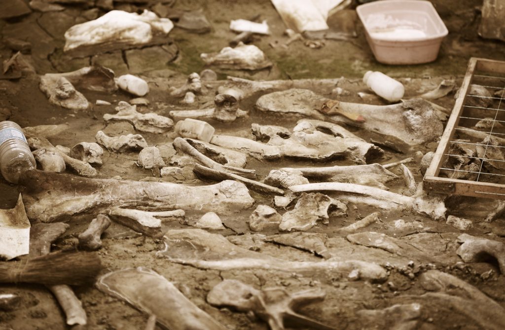Archeological Excavation of Dinosaur Bones