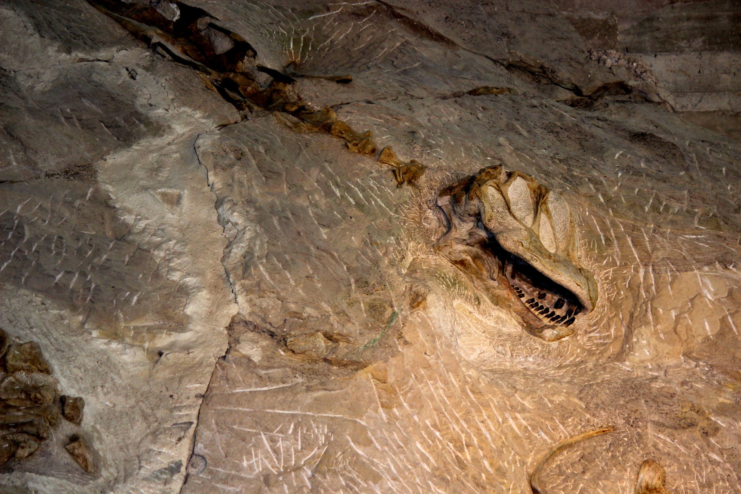 Dinosaur skeleton on the quarry wall at Dinosaur National Monument