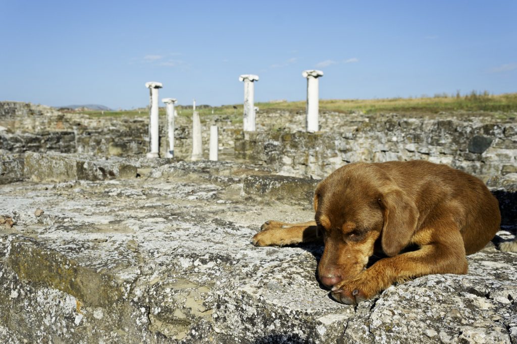 Dog sleeping on stones in archaeological site Stobi, R.Macedonia