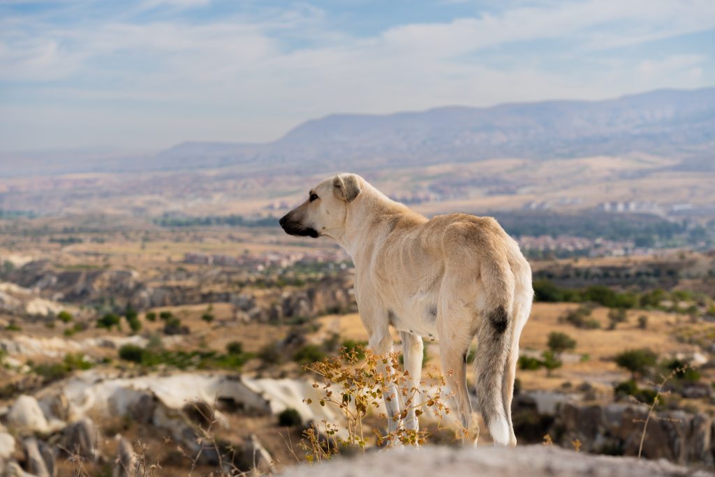 Exhausted and hungry, the emaciated stray dog at the cliff's edge gazes into the distance at the mountains and bright sky. Concept of wild dogs and loneliness.