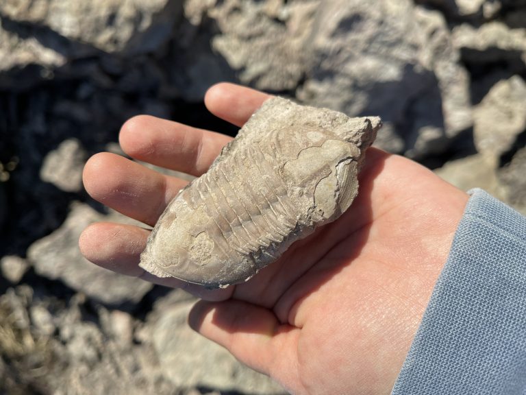 5 Facts on Florida Fossil Collecting Permits
