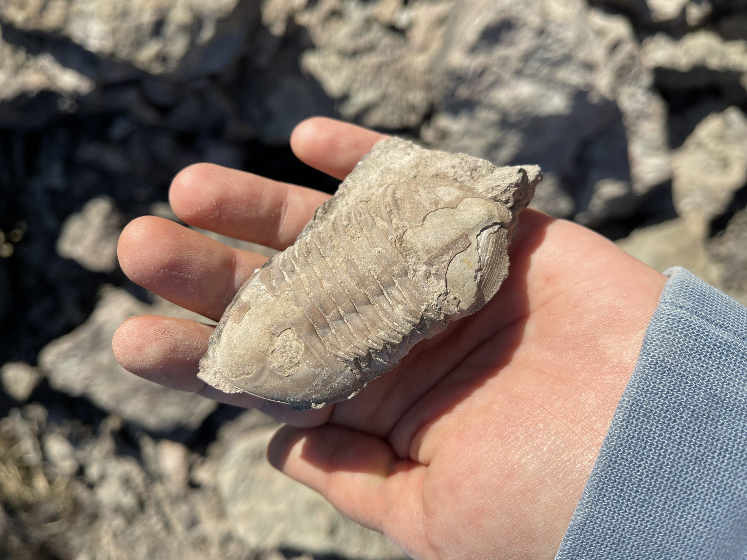 Florida fossil hunting locations