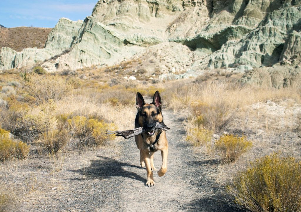 German Sheperd dog running down rugged trail through rocks and dry grass