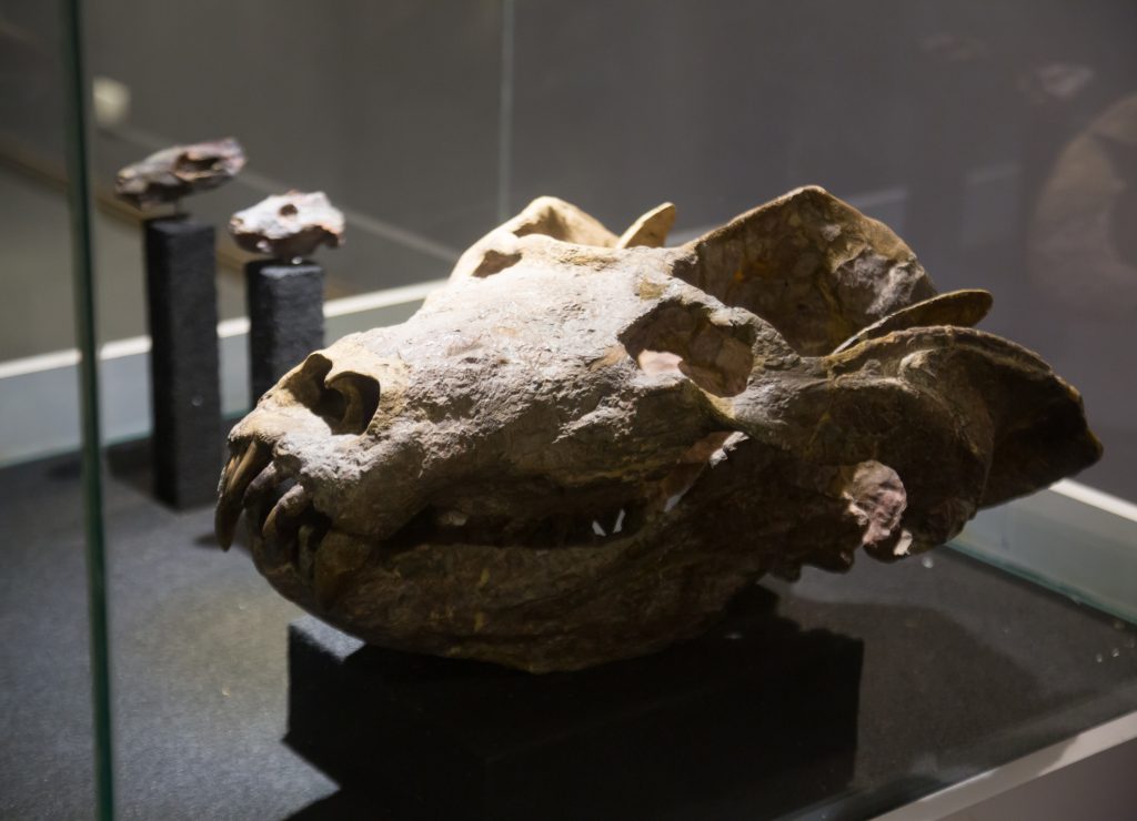 ISCHIGUALASTO, CHILE â FEBRUARY 12, 2017:  Remains of various dinosaur species in the Museum of Natural Sciences in Ischigualasto Provincial Park. Ischigualasto, Chile