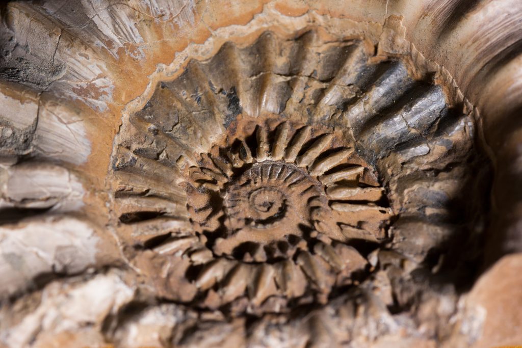 Makro of an Ammonite with its original shell on it.