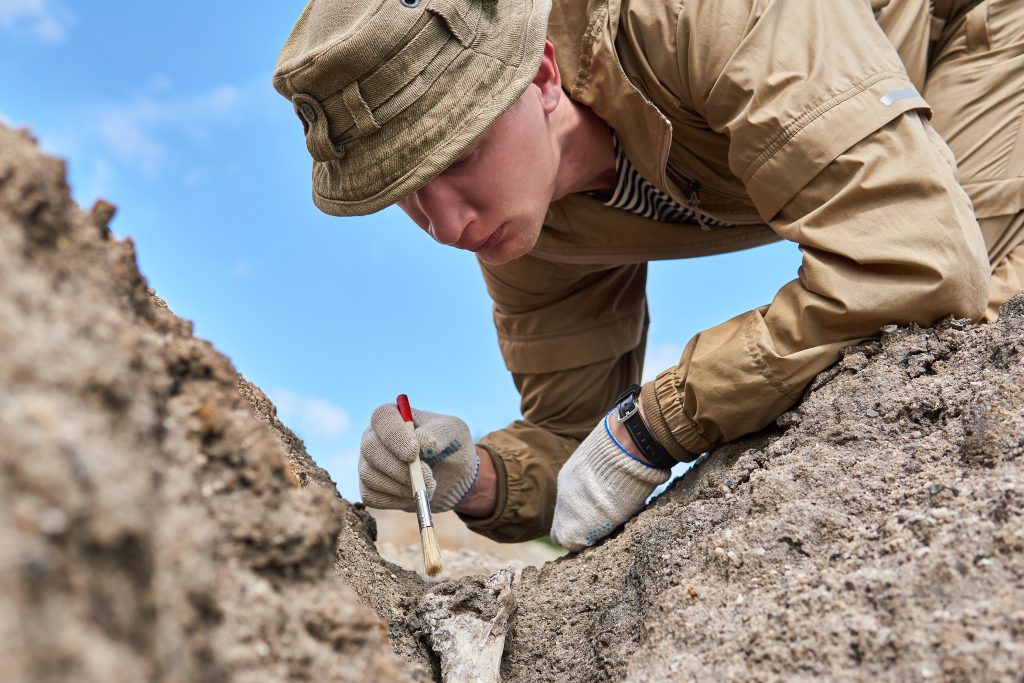 man archaeologist or paleontologist gently cleans the fossil bone found in the ground with a brush