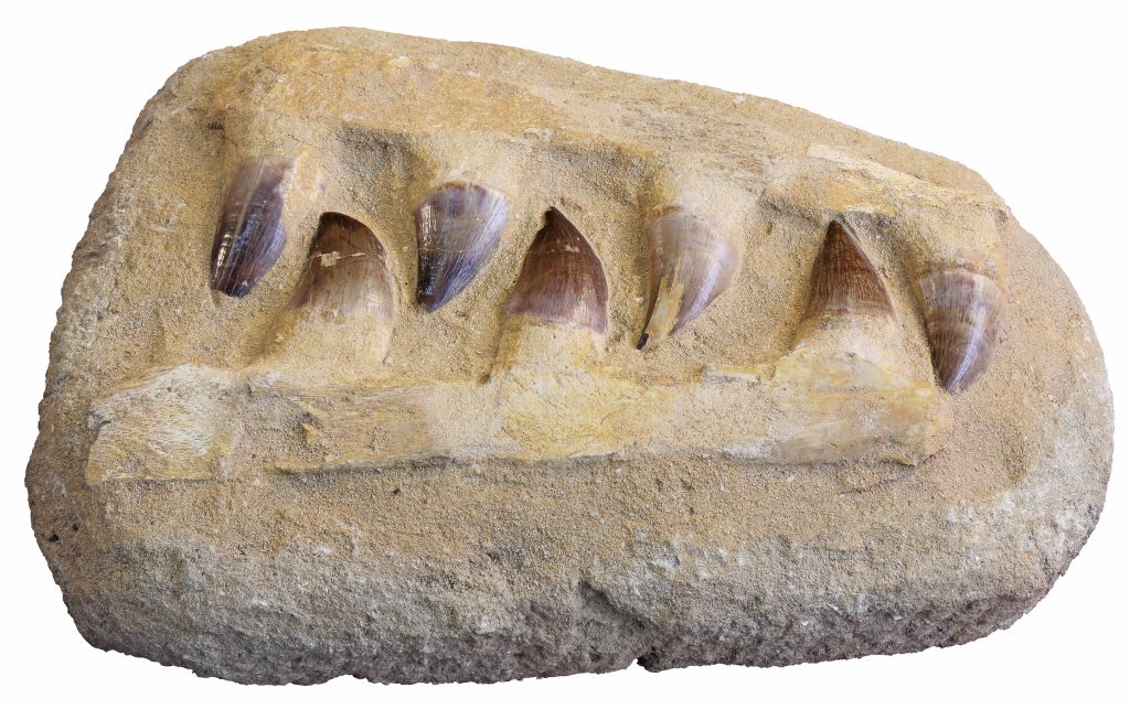 Mosasaurus anceps tooth from an extinct marine reptile