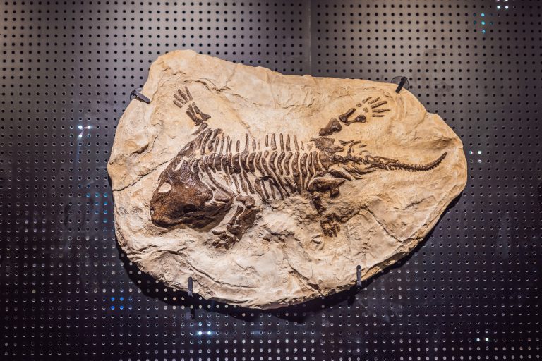 5 Essential Tips to Keep Your Fossils Safe