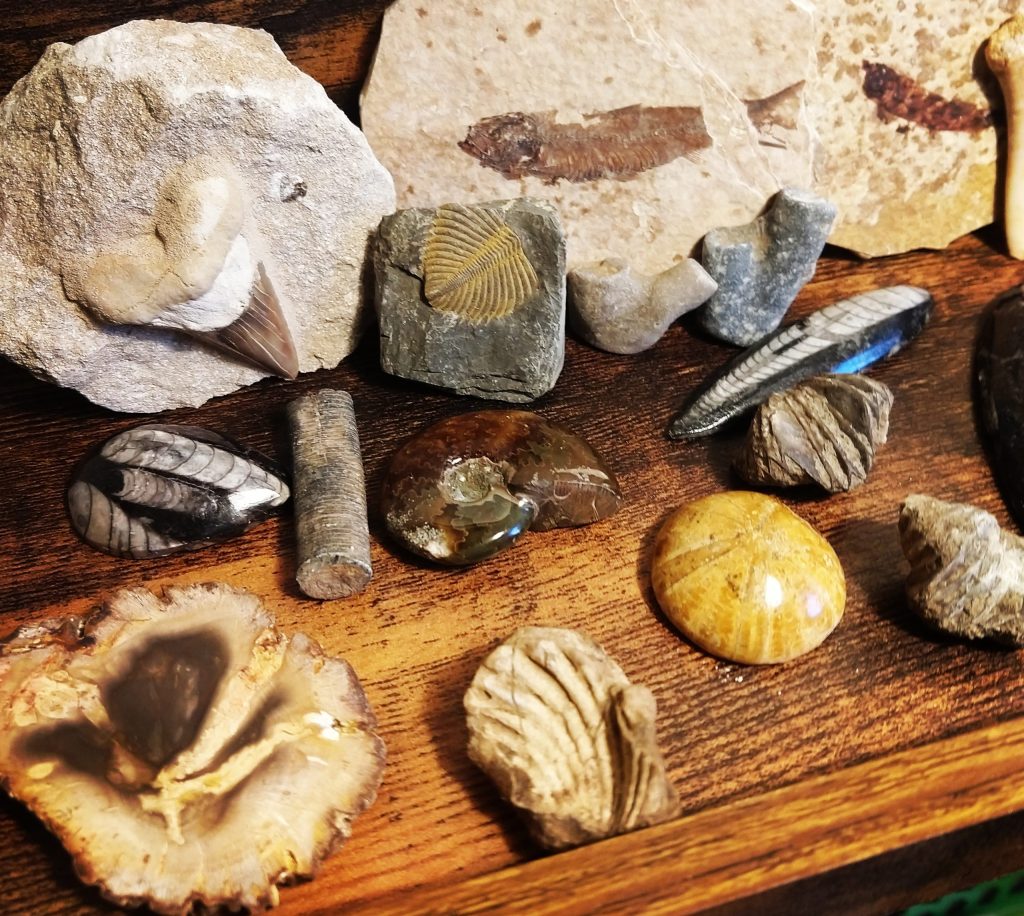 random fossils: fish, blastoise, teeth, crinoids, orthoceras