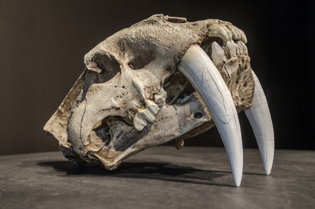 Saber tooth tiger skull, with long white front teeth.