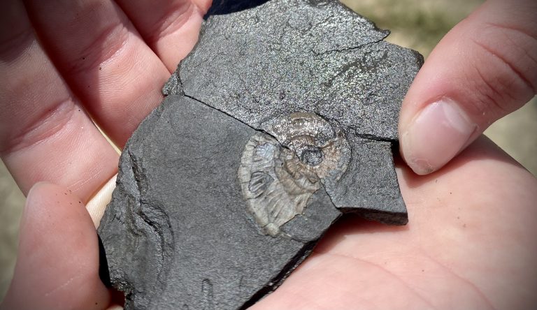 9 Key Tips for Successful Fossil Hunting