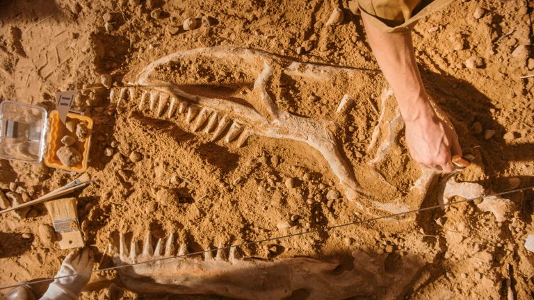 5 Ways to Join a Dinosaur Dig Adventure!