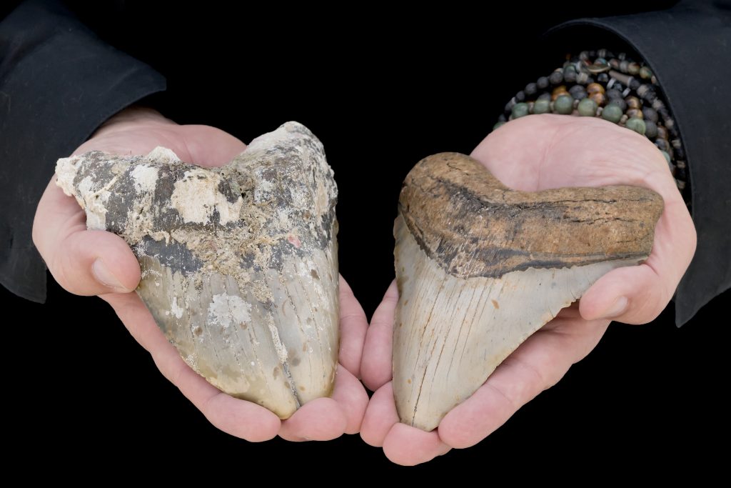 Two Megalodon Shark Teeth; Uncleaned Gemination VS. Cleaned Tooth