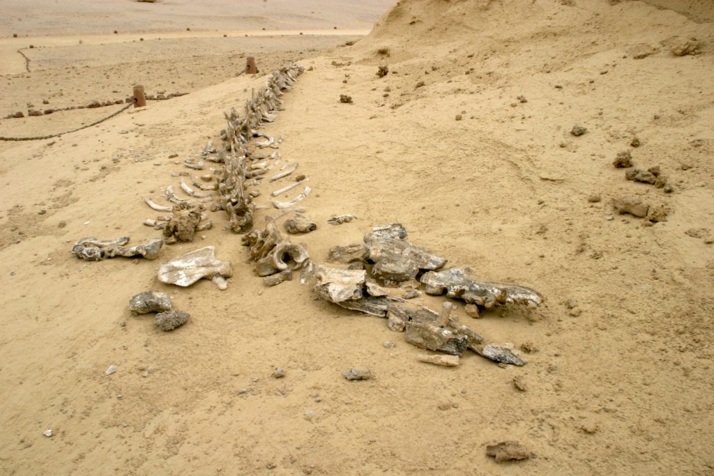 Zeuglodon in Wadi-Al-Hitan